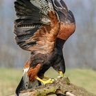 Harris Hawk wird belohnt