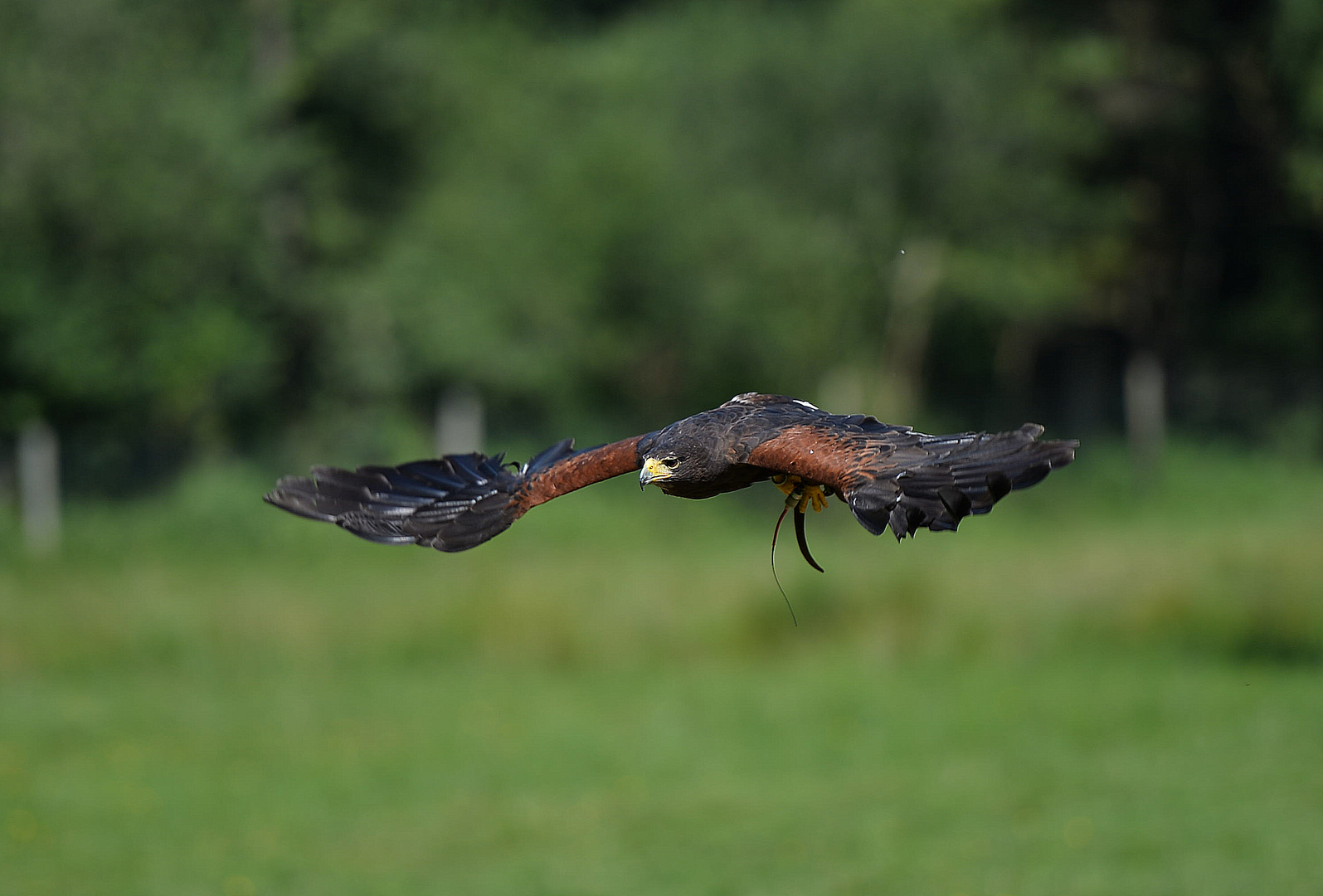 Harris Hawk, Wüstenbussard