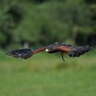 Harris Hawk, Wüstenbussard