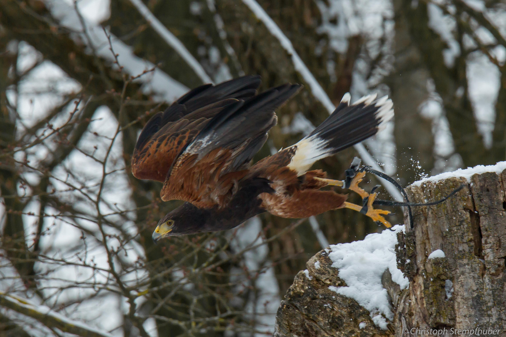 Harris Hawk (Wüstenbussard)