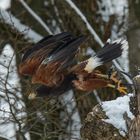 Harris Hawk (Wüstenbussard)