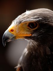 Harris-Hawk (Wüstenbussard)