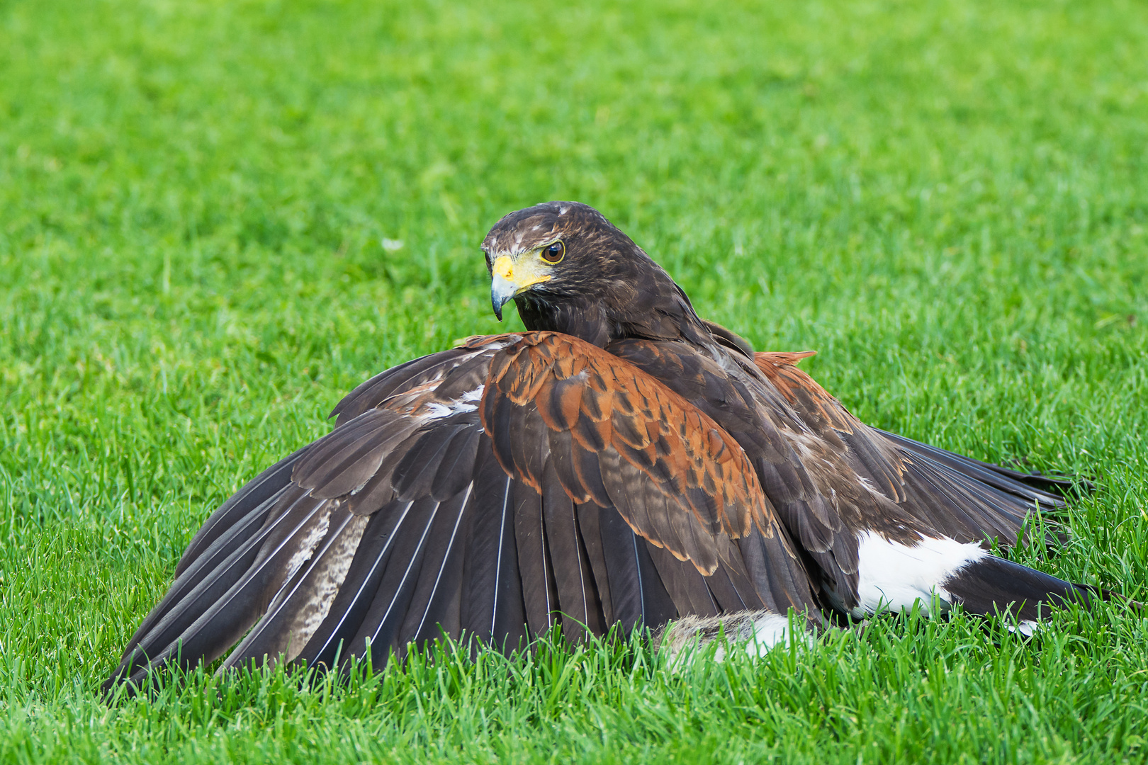 Harris hawk, Wüstenbussard,