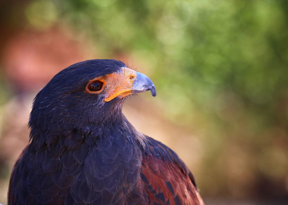 Harris Hawk's looking at you, kid.