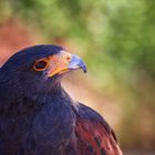 Harris Hawk's looking at you, kid.