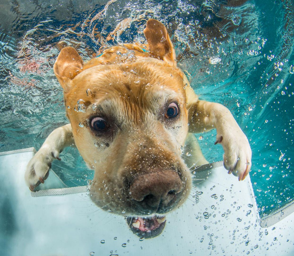 Harris Labrador