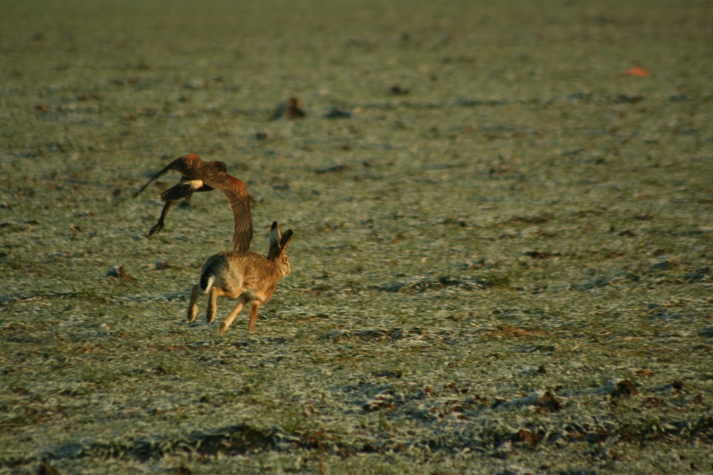 Harris mänlich jagd Hasen