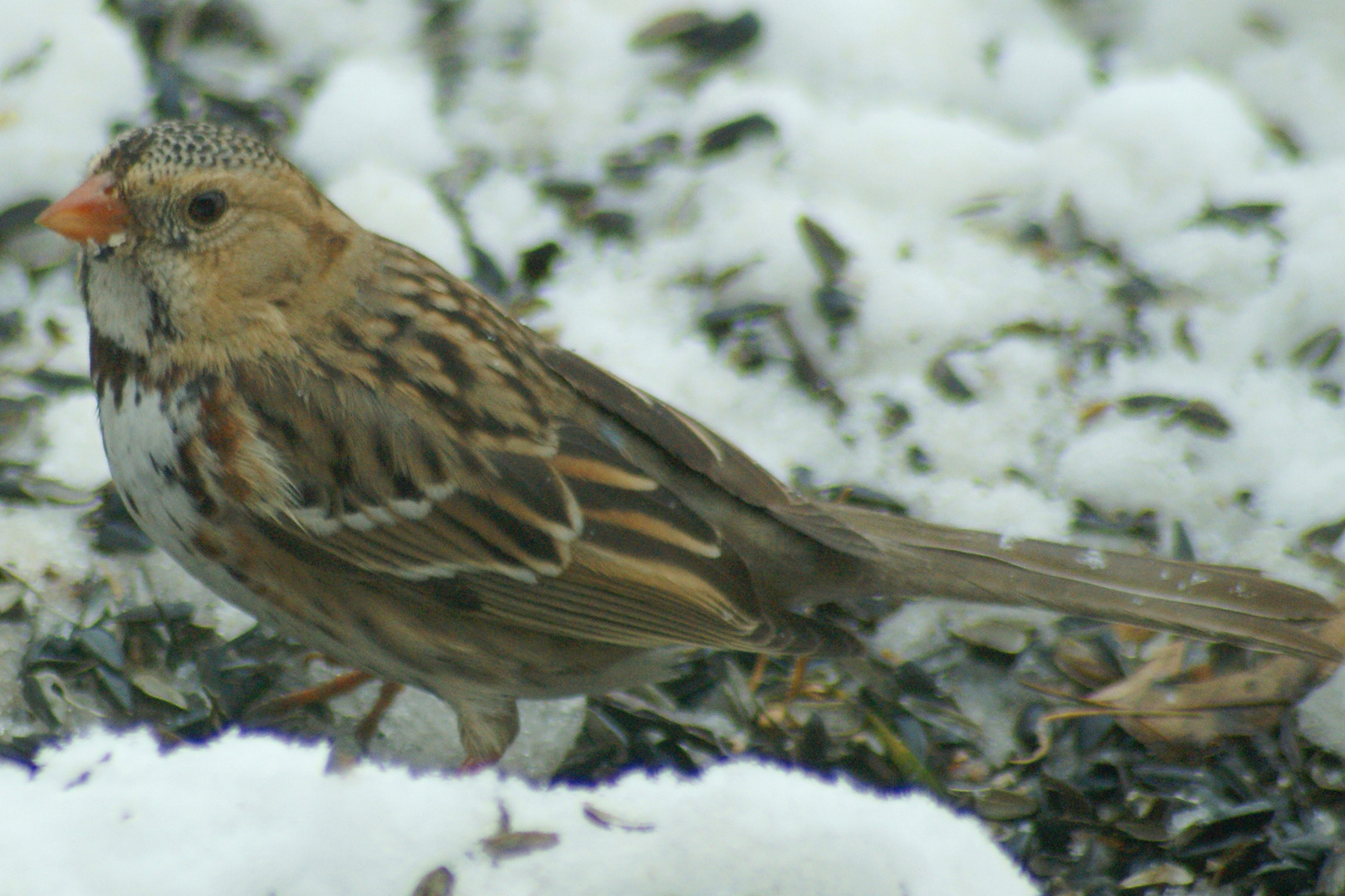 Harris Sparrow Image 2