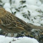 Harris Sparrow Image 2