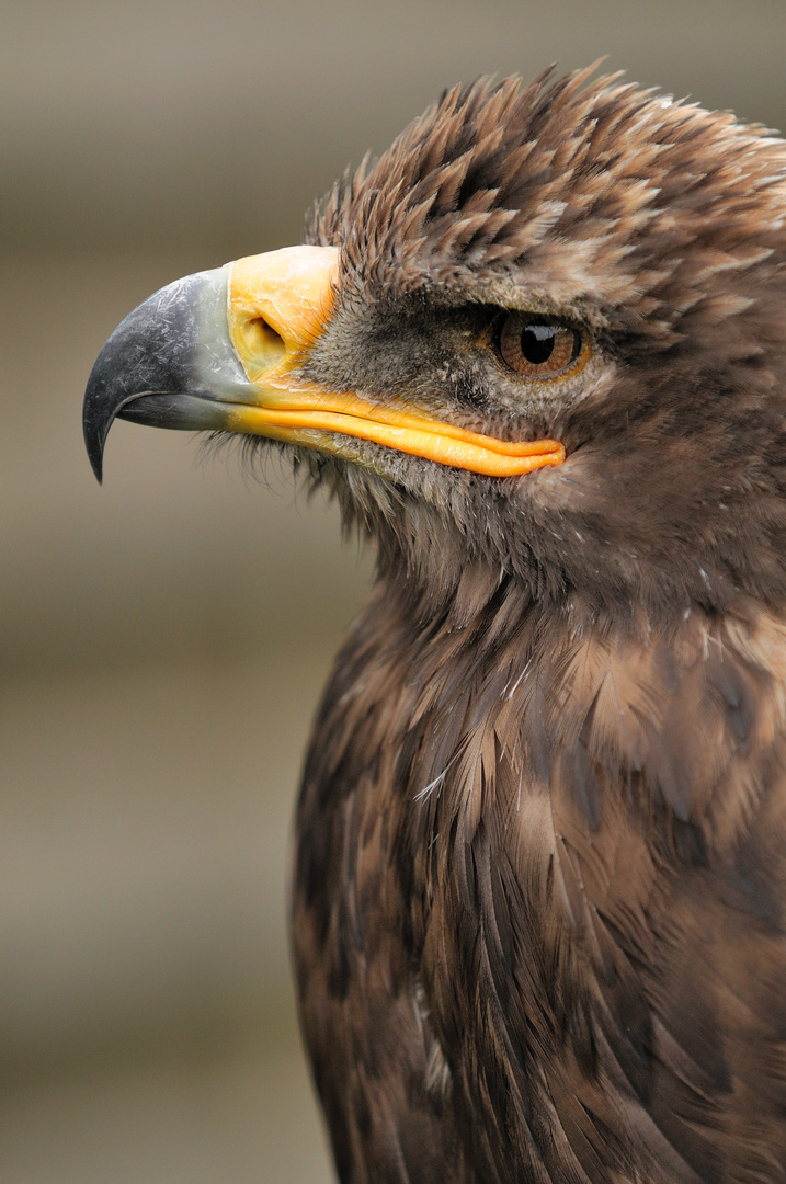 Harris (Wüstenbussard)