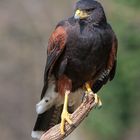 Harrishawk