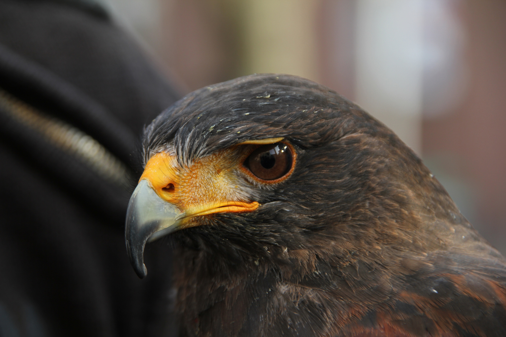 HARRIS`HAWK