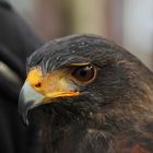 HARRIS`HAWK