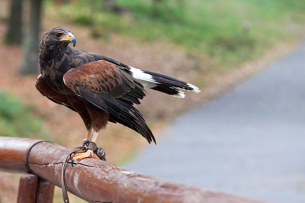 Harrishawk