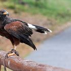 Harrishawk