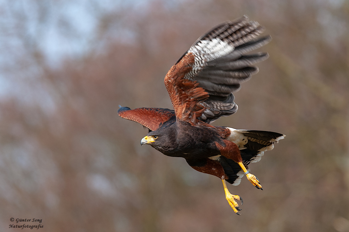 HarrisHawk Serie 1