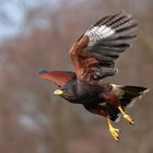 HarrisHawk Serie 1