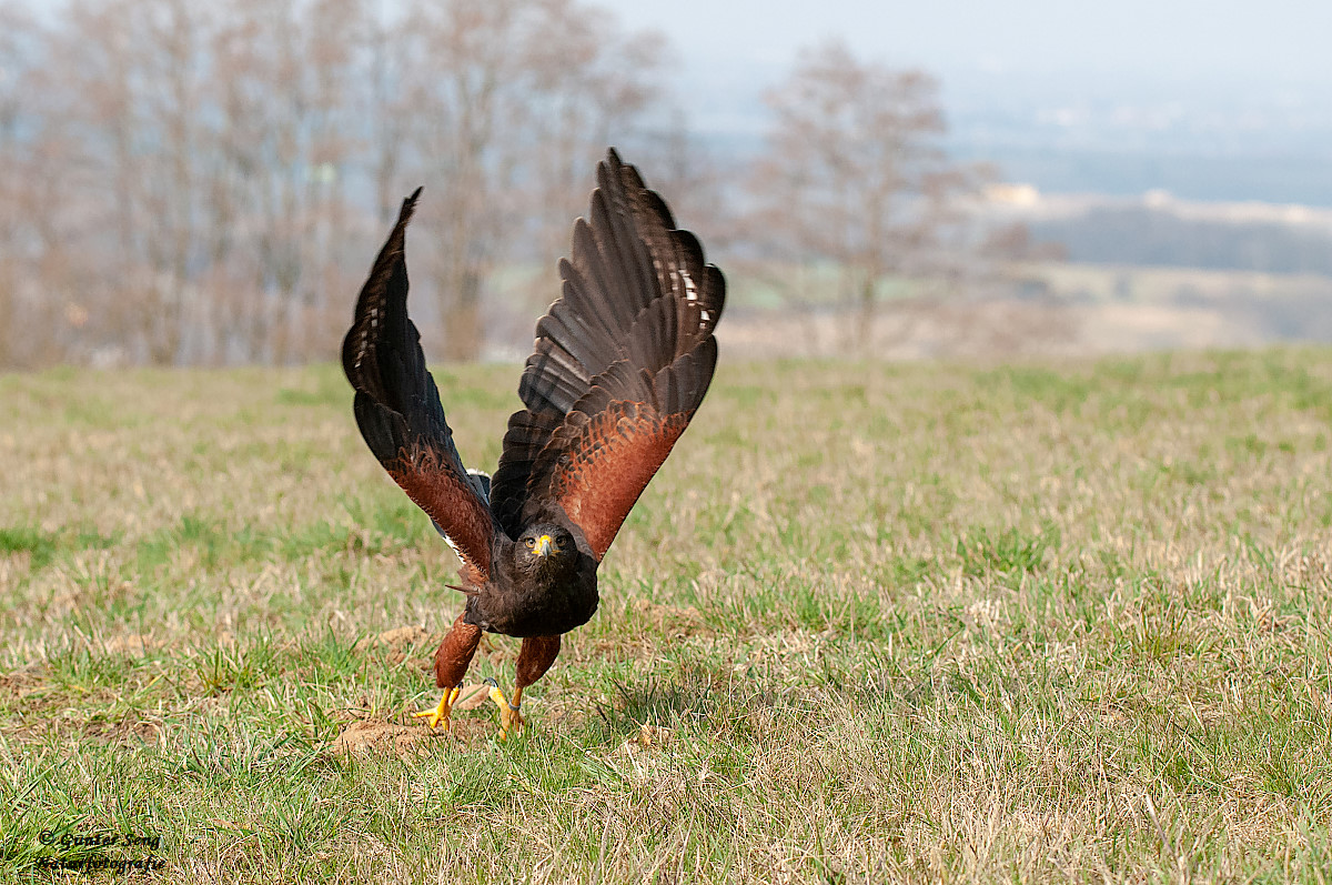 HarrisHawk Serie 3