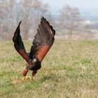 HarrisHawk Serie 3