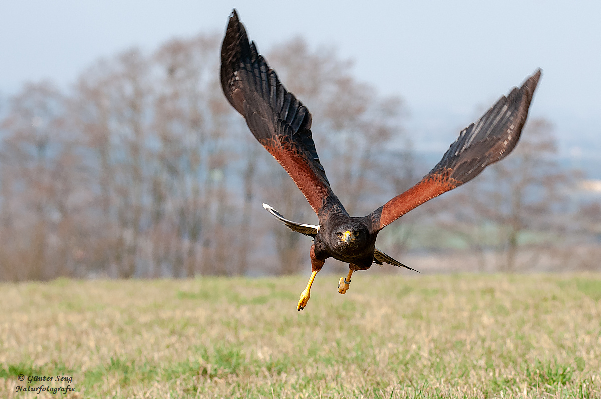 HarrisHawk Serie 4