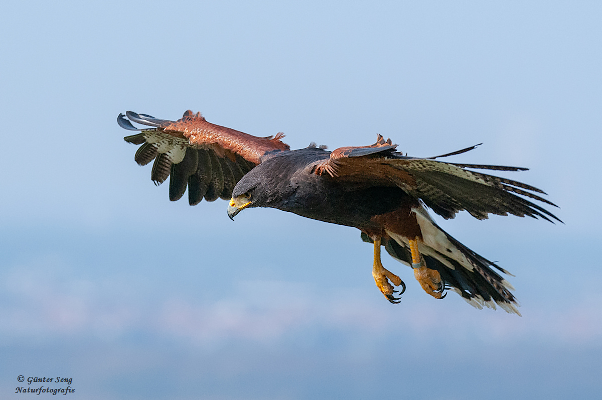 HarrisHawk Serie 5