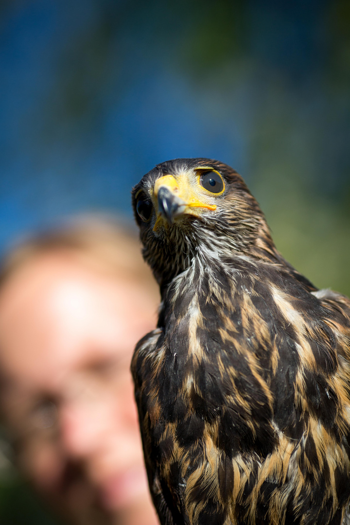 Harris.Hawk.Lima.