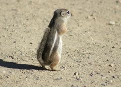 Harriss Antilopen-Grundeichhörnchen in der Wüste