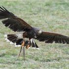 Harris’s Hawk