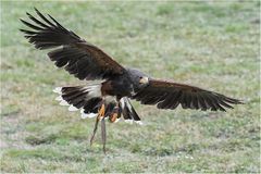 Harris’s Hawk