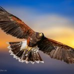 Harris’s Hawk