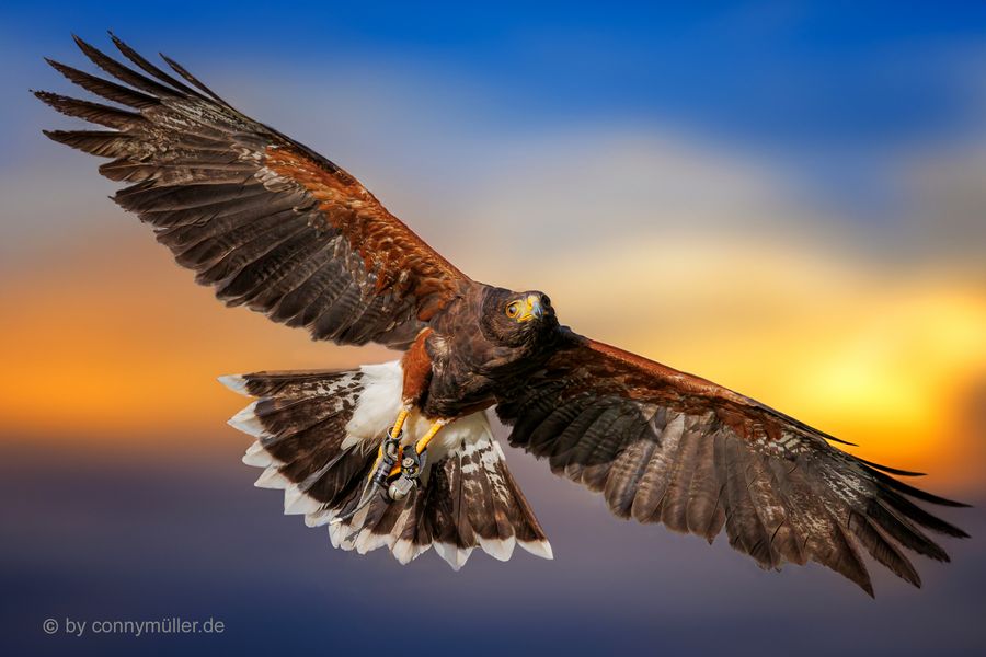 Harris’s Hawk