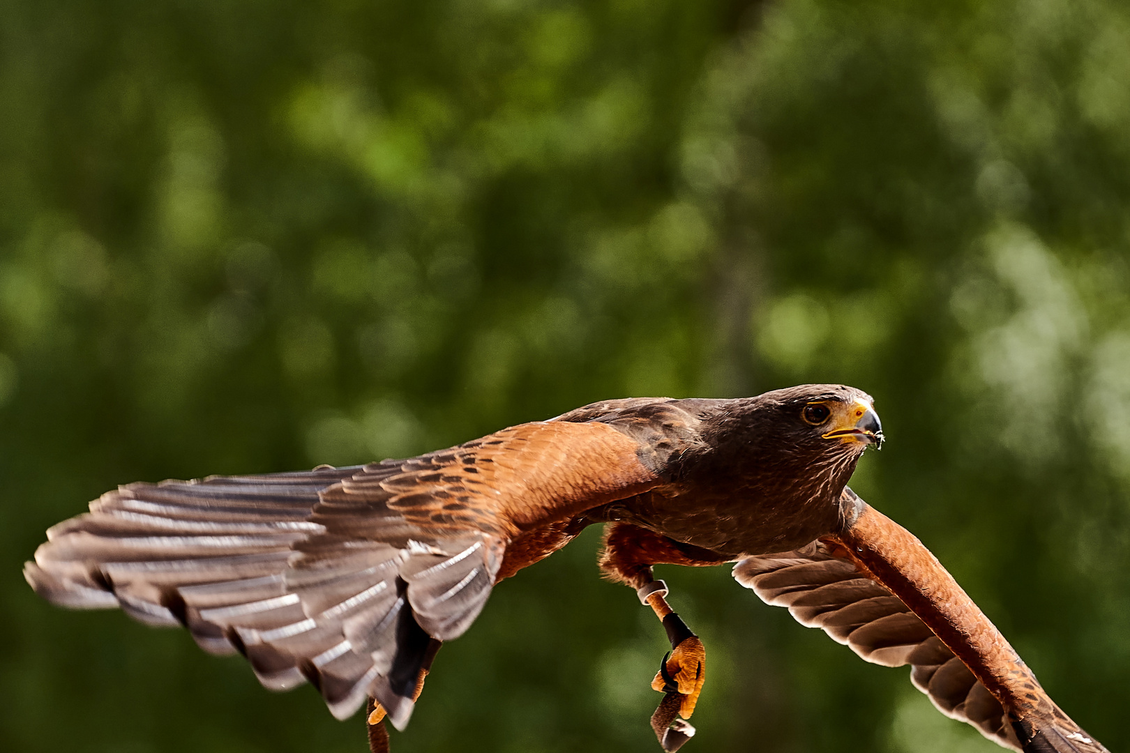  Harris’s Hawk