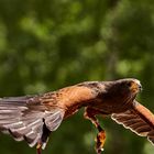  Harris’s Hawk