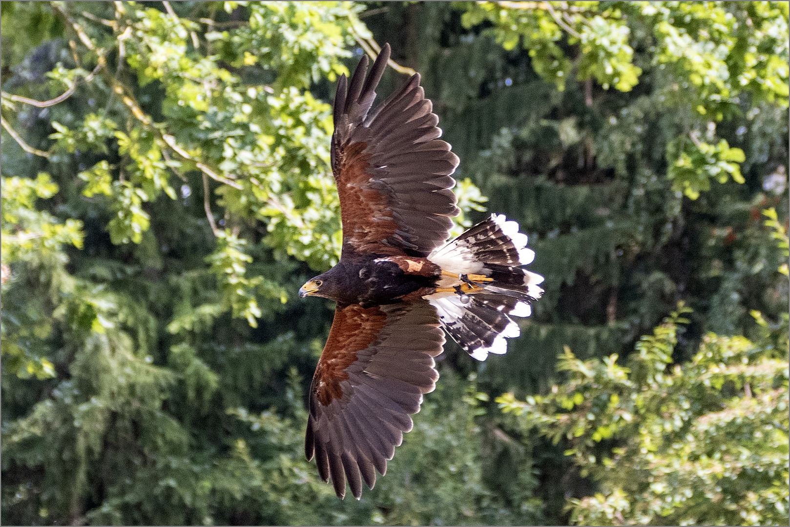 Harris's Hawk