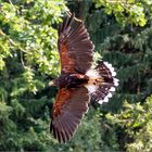 Harris's Hawk