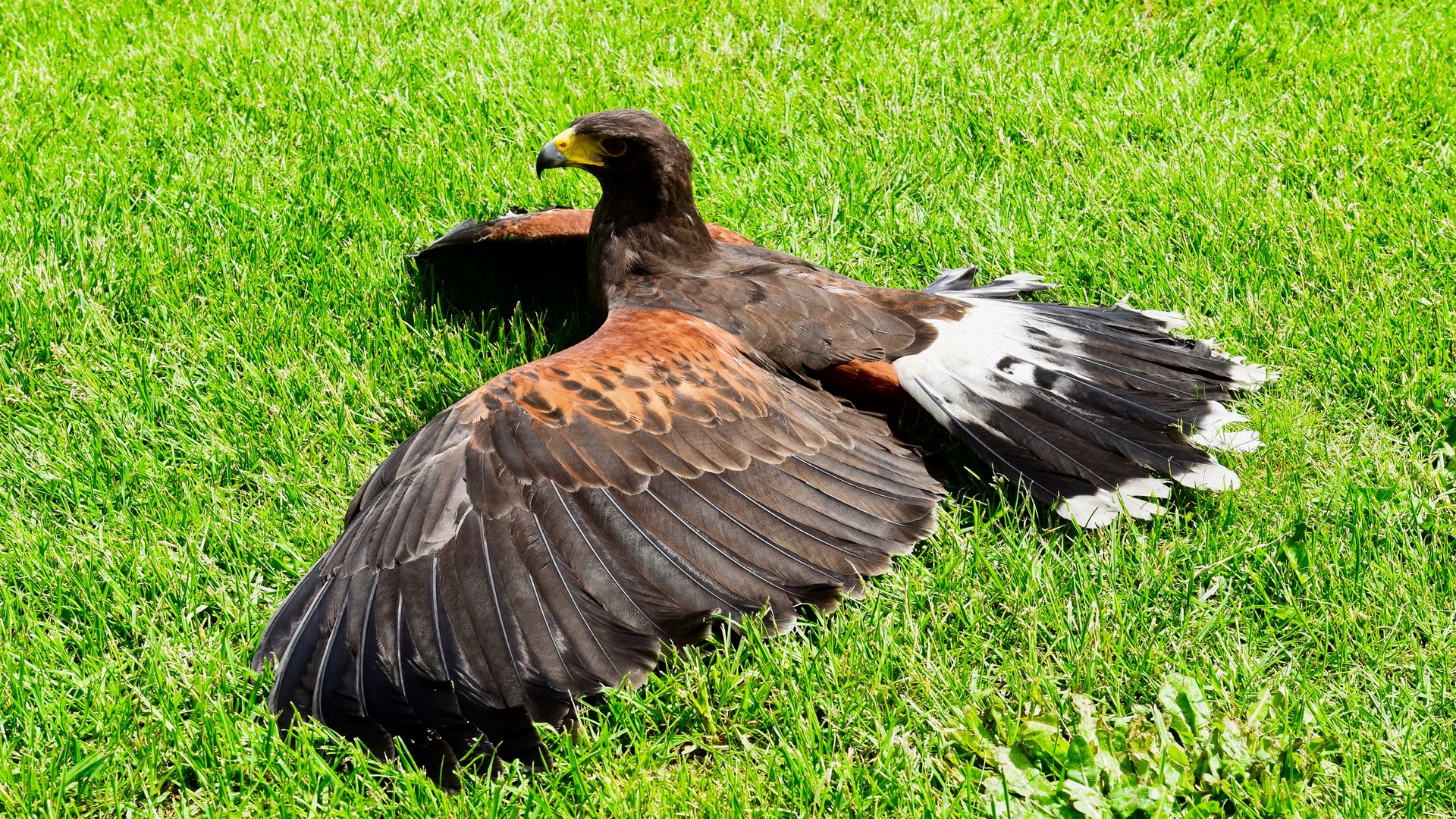  Harris's hawk