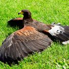  Harris's hawk