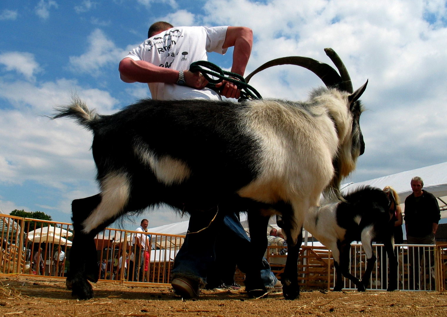 Harry Houdini und der Bock