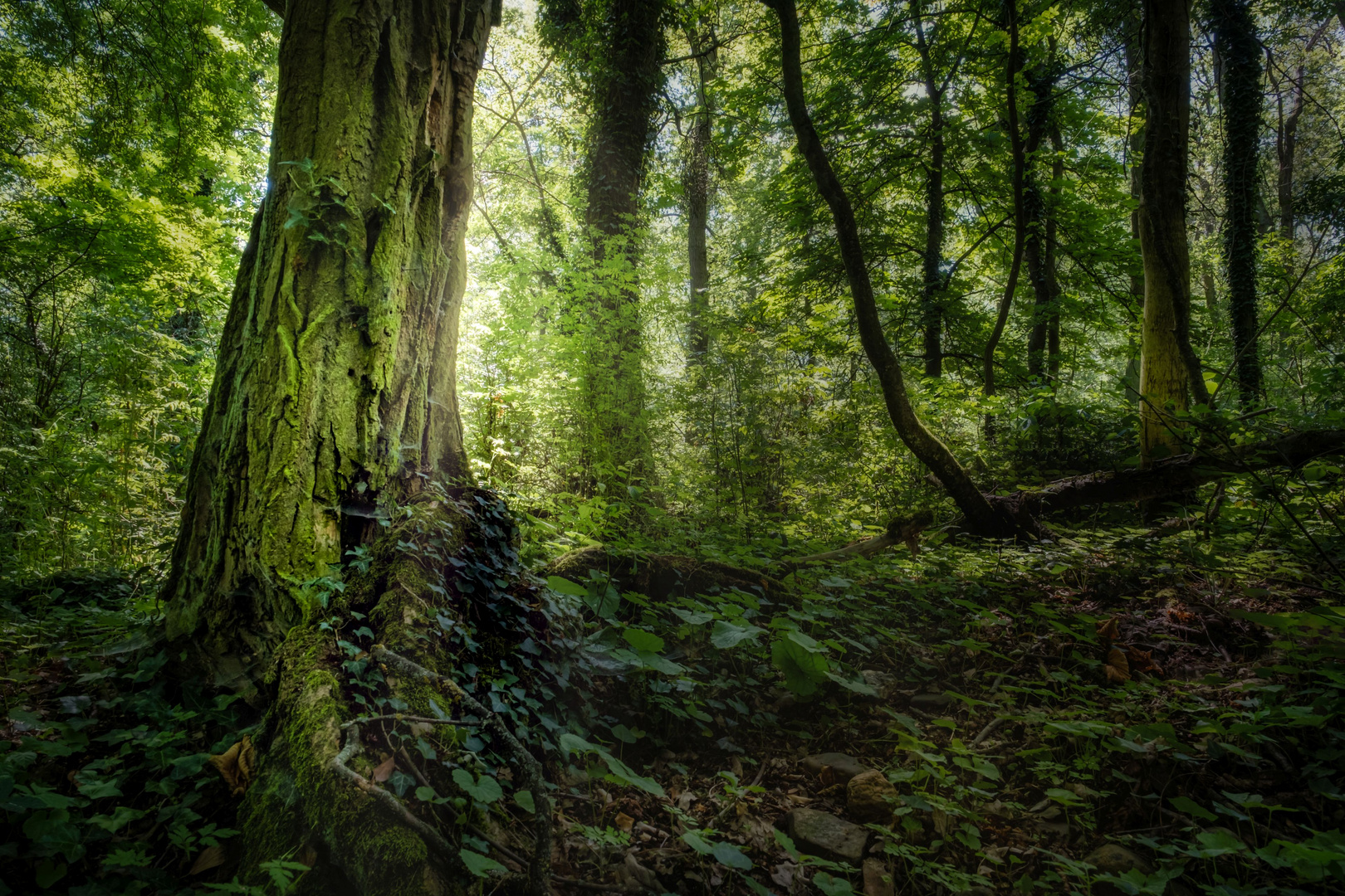 Harsches Licht im Wald