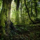 Harsches Licht im Wald