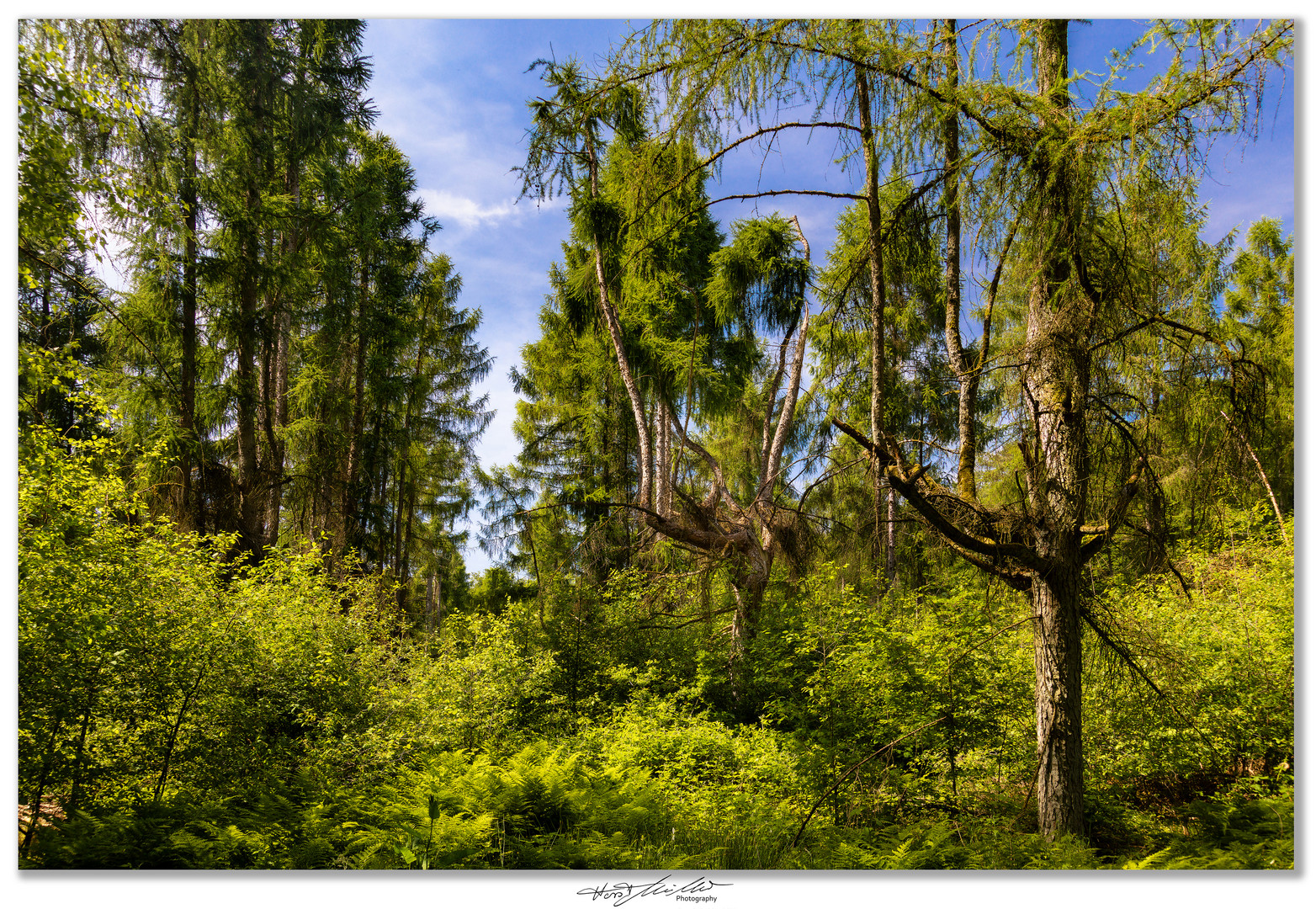 Harsefelder Urwald