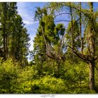 Harsefelder Urwald