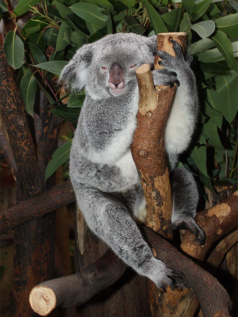 HART.... aber meins!   (Koala)