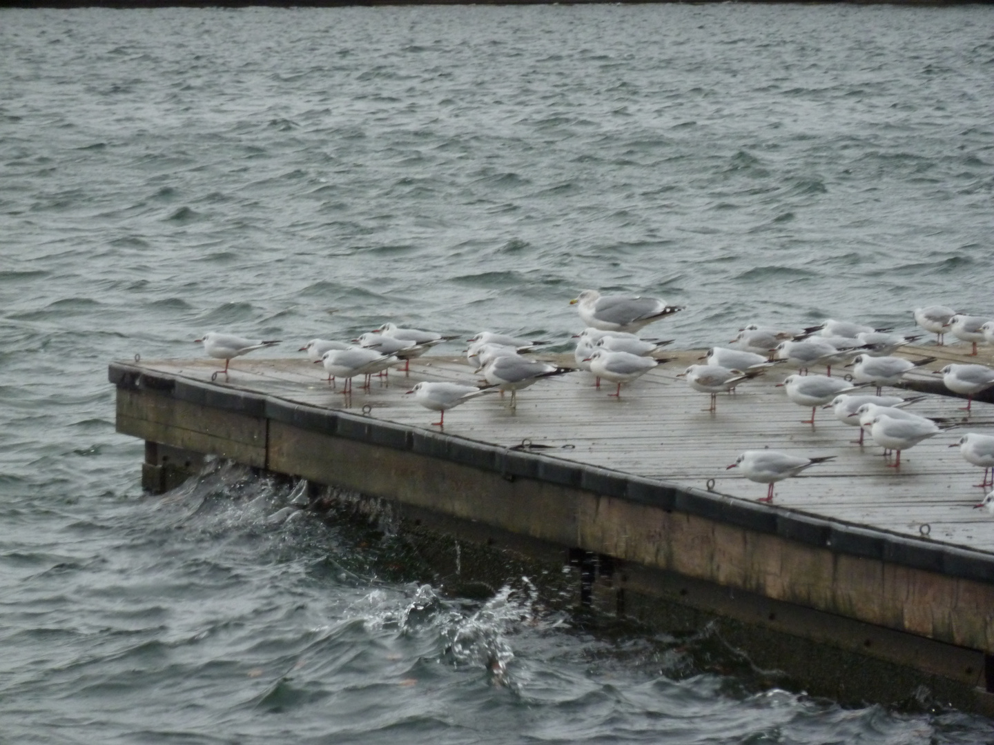 Hart am Wind