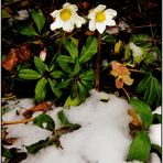 "" Hart im Nehmen "        Mittwochsblümchen 10.02.2021