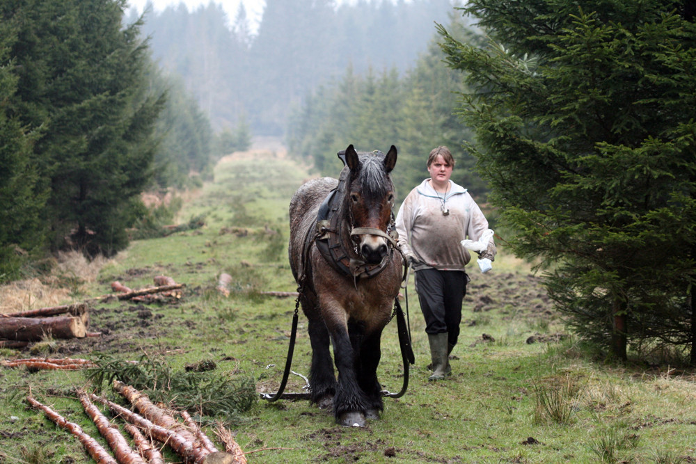 Harte Arbeit im Wald