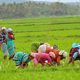 Harte Arbeit in sdindischen Reisfeldern...