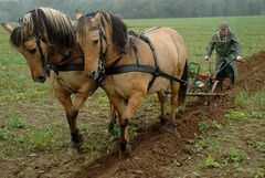 Harte Arbeit mit Tradition; Gespannpflügen