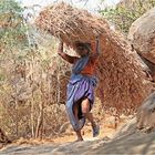 harte Frauenarbeit am heiligen Berg Arunachala