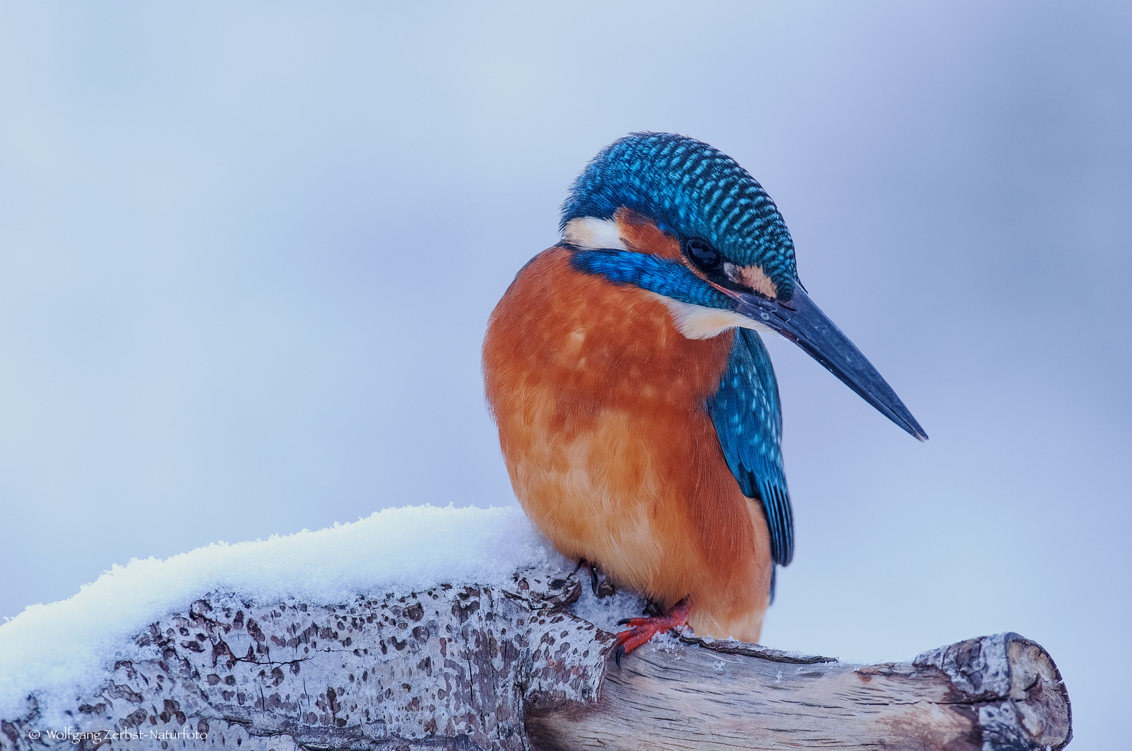  - Harte Zeiten für den Eisvogel -